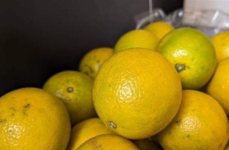 Oranges in Taiwan. (CNA photo)
